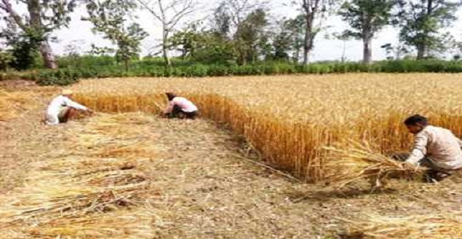 लॉकडाउन : गेहूं कटाई के लिए नहीं मिल रहे मजदूर, किसानों की चिंता बढ़ी