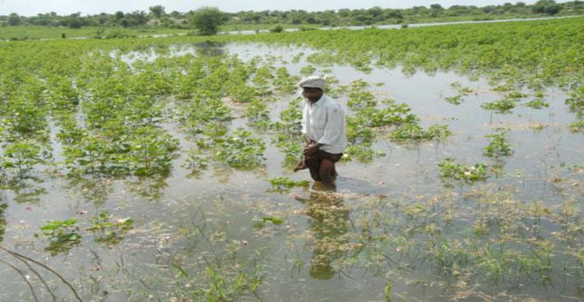 मध्य प्रदेश में बाढ़ से खरीफ फसलों को 8,000 करोड़ रुपये का नुकसान-मुख्य सचिव