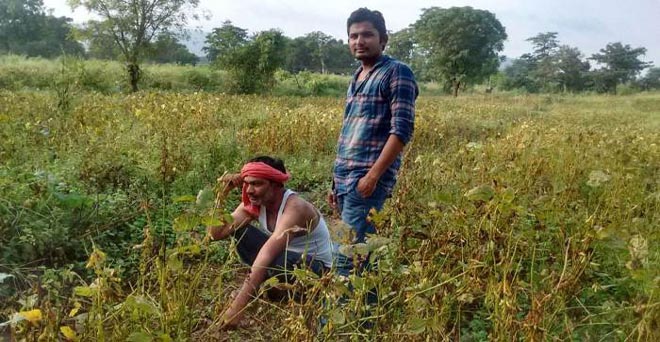 बेमौसम बारिश से राजस्थान में खरीफ फसलों को नुकसान