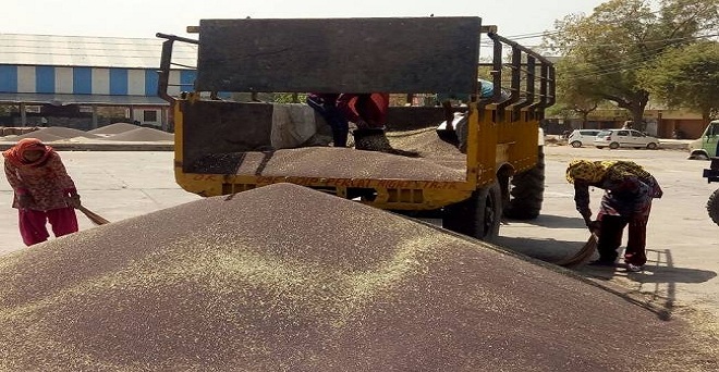 शुरूआत हुई ढीली : पंजाब से 3,100 टन गेहूं और हरियाणा से 10,000 टन सरसों की ही हुई खरीद