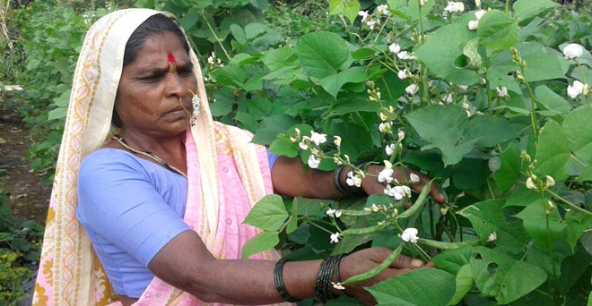 खेती को बढ़ावा देने के लिए वर्ल्ड बैंक से महाराष्ट्र को मिले 1,500 करोड़ रुपये