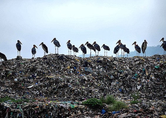 विश्व पर्यावरण दिवस: गुवाहाटी के बोरगांव कचरा डंपिंग स्थल पर कूड़े के ढेर के ऊपर विशाल पक्षी ग्रेटर एडजुटेंट स्टॉर्क