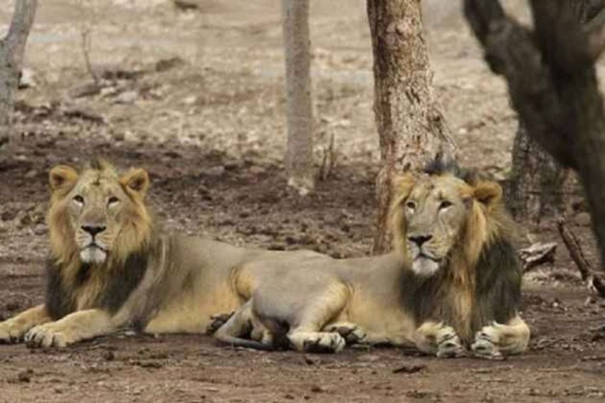 चिंताजनक! इंसान से जानवर में फैल रहा कोरोना, हैदराबाद में 8 शेर के संक्रमित होने के बाद अब यूपी में भी खतरा, 2 शेरनी हुई पॉजिटिव