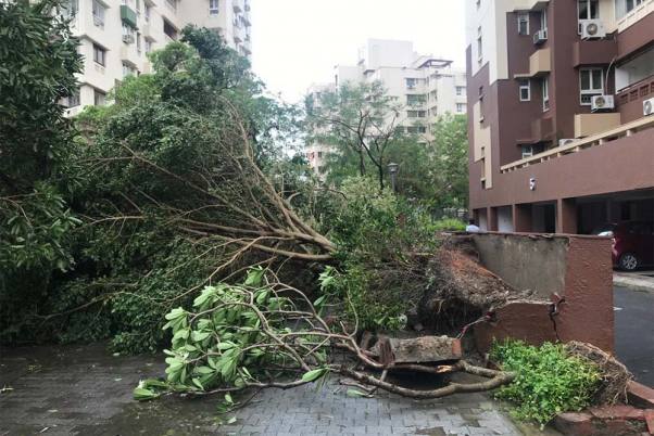 कोलकाता में सुपर साइक्लोन अम्फान के लैंडफॉल के बाद भारी बारिश के दौरान उखड़े पेड़