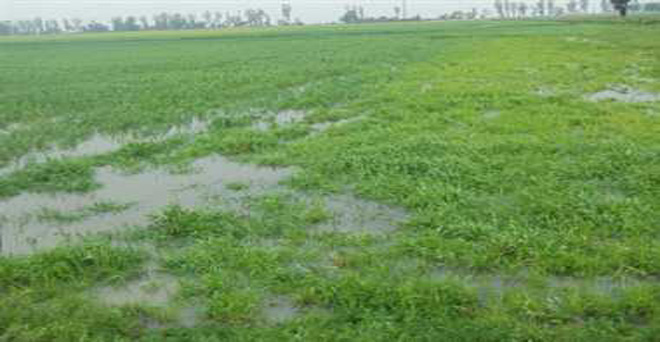 मौसम विभाग के अनुसार पंजाब में तेज बारिश की चेतावनी, राज्य में सेना अलर्ट