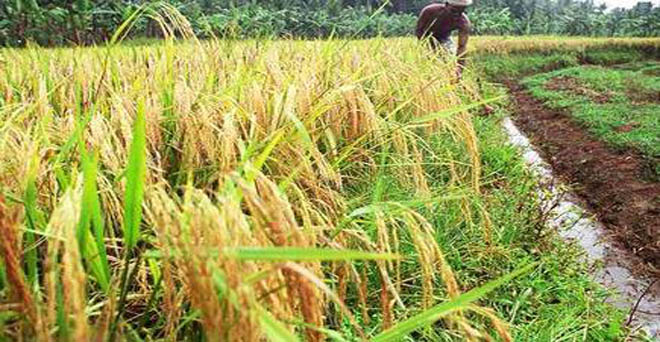 चालू वित्त वर्ष में बासमती चावल का निर्यात 15 फीसदी तक घटने की आशंका