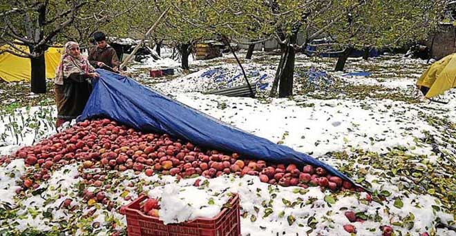 जम्मू-कश्मीर : बेमौसम बर्फबारी को विशेष प्राकृतिक आपदा घोषित किया, किसानों को मिलेगी सहायता
