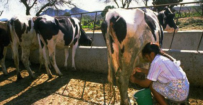 गुजरात में डेयरी यूनियनों ने दूध की खरीद कीमतों में की कटौती, किसानों को होगा नुकसान