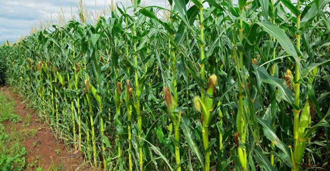 मक्का और अरहर उगाने वाले किसानों को हरियाणा सरकार देगी अनुदान, भूजल स्तर बचाने की कवायद