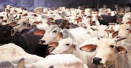 अब गायों का भी होगा यूआईडी नंबर, केन्द्र ने सुप्रीम कोर्ट को रिपोर्ट सौंपी