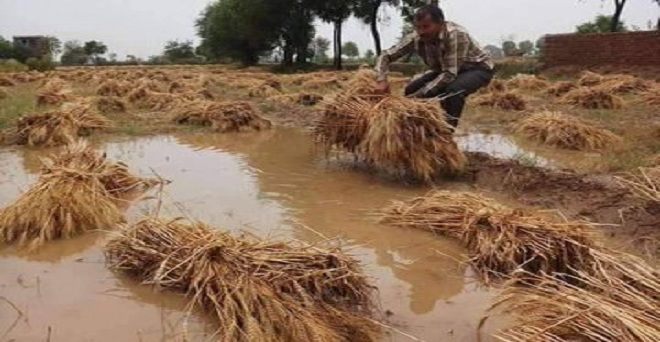 बेमौसम बारिश से गेहूं की फसल को नुकसान, कई राज्यों में खराब मौसम जारी रहने का अनुमान