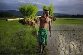 झारखंडः सूखा और कम रोपनी से सरकार चिंतित;  किसानों को राहत देने की तैयारी, फसल राहत योजना पर बढ़ा फोकस