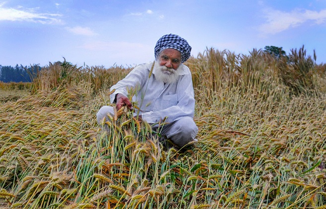 अमृतसर में तेज हवाओं और बारिश से खराब हुई गेहूं की फसल के साथ मायूस किसान