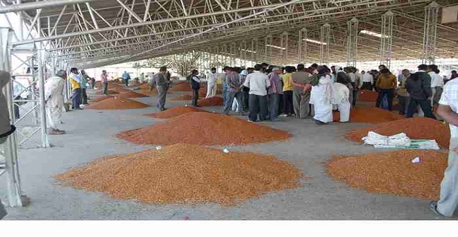 अरहर किसानों को नहीं मिल रहा समर्थन मूल्य, दालों का आयात 47 फीसदी बढ़ा