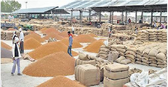 राजस्थान : चना एवं सरसों के कुल उत्पादन के 22 फीसदी खरीद का लक्ष्य, कितने किसानों को मिलेगा समर्थन मूल्य