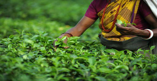 बांग्लादेश को चाय का निर्यात कर सकता है त्रिपुरा-संतोष साहा