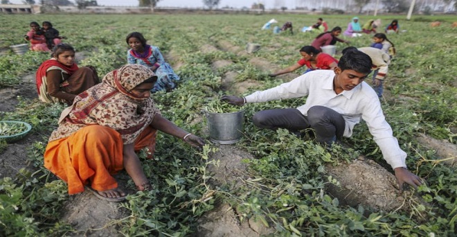 उत्तर प्रदेश: खेत में हादसा हुआ तो किसान, उसका परिवार और बटाईदार मुआवजे के हकदार
