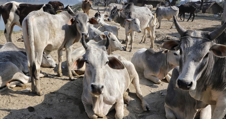 परमाणु विकिरण से बचाता है गाय का गोबर, असाध्य रोग दूर करता गोमूत्र: गुजरात जज