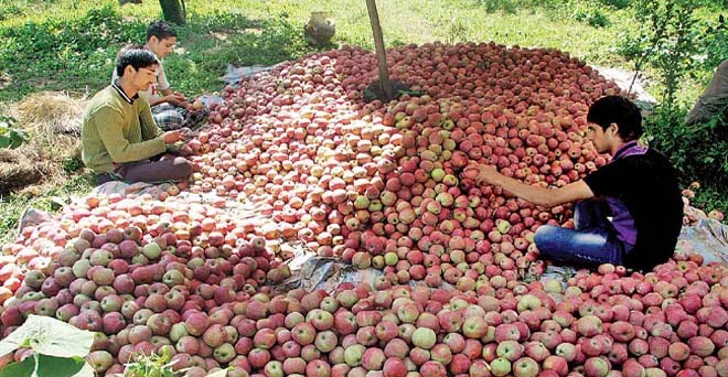 जम्मू-कश्मीर से 12 लाख टन सेब की होगी खरीद, सीधे किसानों को होगा भुगतान