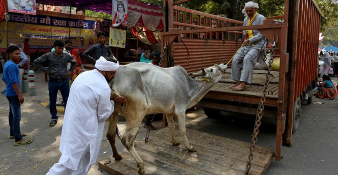 विहिप और बजरंग दल के गोरक्षकों ने गाय लेकर जा रहे भाजपा कार्यकर्ता की हत्या की