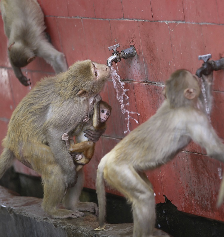 मौसम की मार: जम्मू के बहूफोर्ट पार्क में नल से पानी पीते बंदर