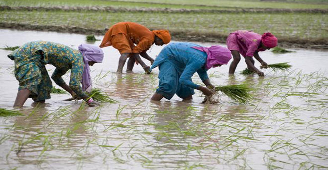 खरीफ फसलों की बुवाई 14 फीसदी पिछड़ी, देशभर में मानसूनी बारिश 7 फीसदी कम