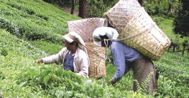 बंगाल: बदहाल चाय बागानों ने ऊड़ाई ममता की नींद