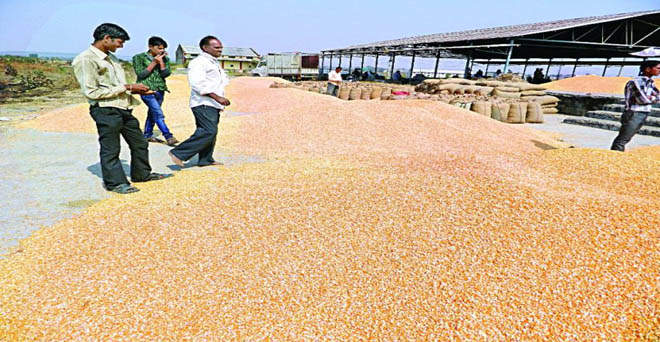 सितंबर-अक्टूबर में मक्का आयात से घरेलू किसानों की मुश्किलें बढ़ेंगी
