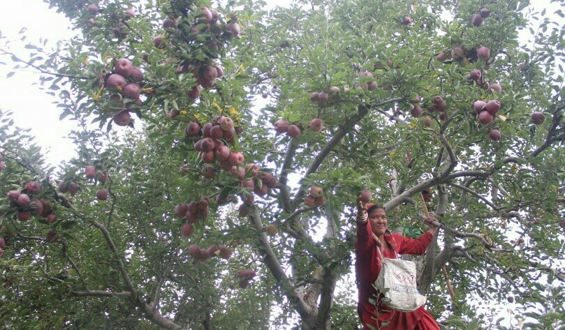 हिमाचल में सेब किसानों पर संकट, कोरोना से हुई मजदूरों की कमी, अब फंगल बीमारी का हमला