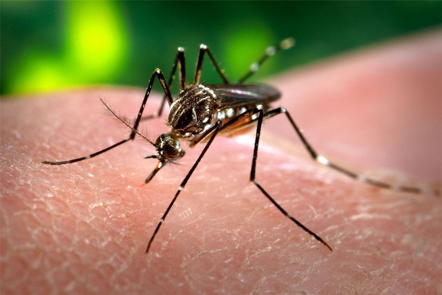 दिल्ली: पिछले एक सप्ताह में सामने आए डेंगू के 260 नए मामले