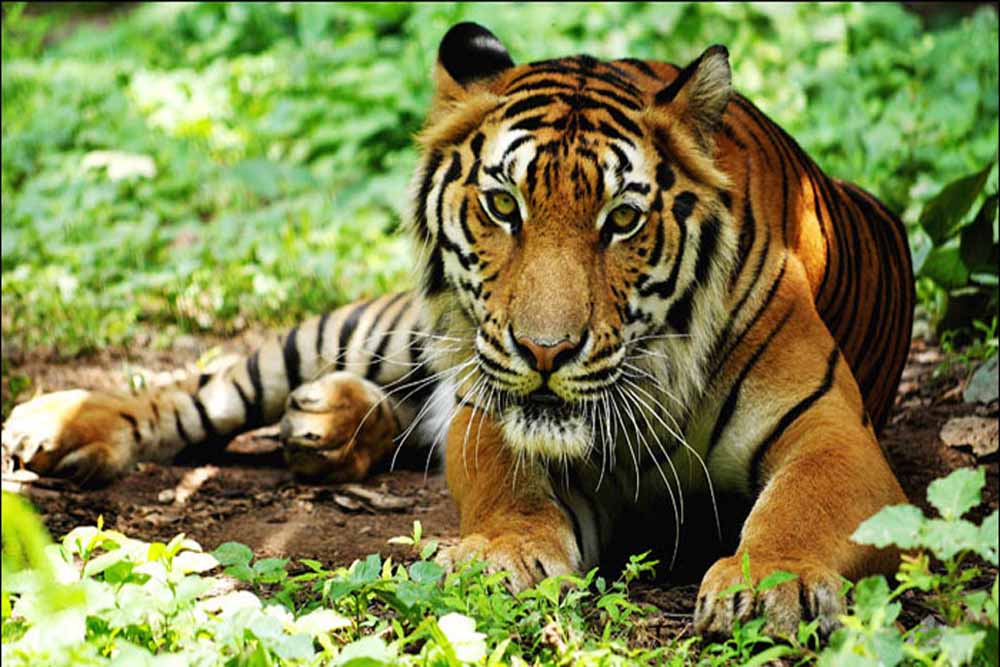 चार सालों में देश में 33 फीसदी बढ़ी बाघों की संख्या- वर्ल्ड टाइगर डे पर जारी रिपोर्ट