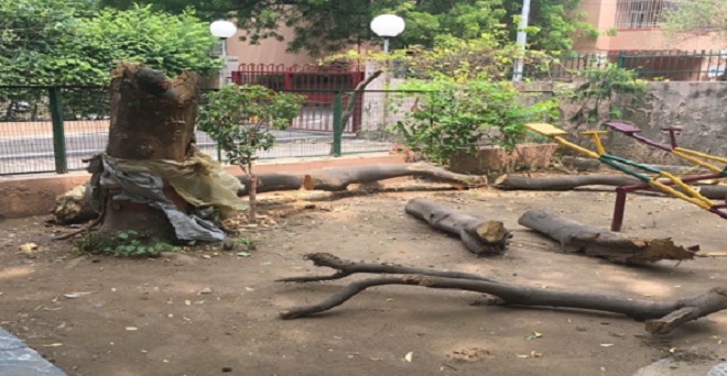 हाईकोर्ट की रोक और सरकार के आश्वासन के बावजूद दिल्ली में पेड़ काटने का आरोप