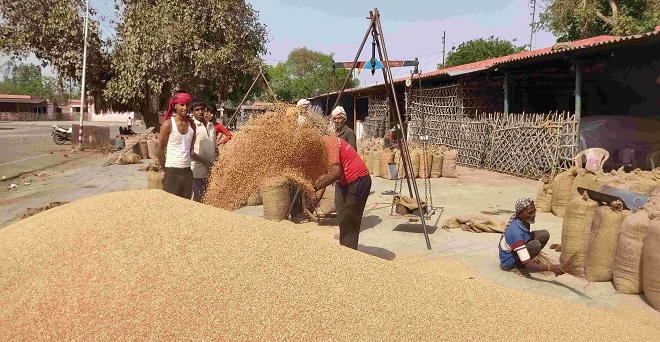 उत्तर प्रदेश में गेहूं की खरीद ढीली, किसान समर्थन मूल्य से 250 रुपये तक नीचे बेचने को मजबूर