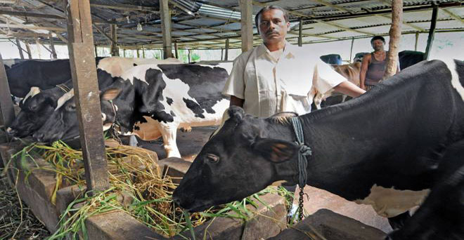 महाराष्ट्र : राज्य सरकार पशुचारा उत्पादकों को अनुदान देगी