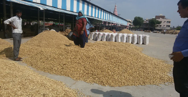 गुजरात में मूंगफली खरीद घोटाले पर राजनीति तेज, नेफेड ने की थ्‍ाी 9.5 लाख टन की खरीद