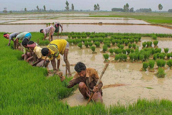 पश्चिम बंगाल के दक्षिण दिनाजपुर जिले के एक खेत में धान की रोपाई की तैयारी करते किसान