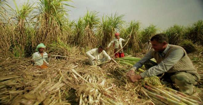 उत्तर प्रदेश की चीनी मिलों पर गन्ना किसानों का बकाया 5,800 करोड़ के पार पहुंचा