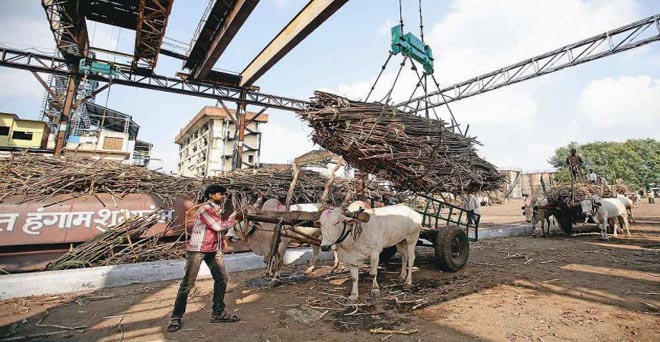 गन्ना के बकाया भुगतान में देरी से महाराष्ट्र के किसानों ने चीनी मिलों पर किया हमला