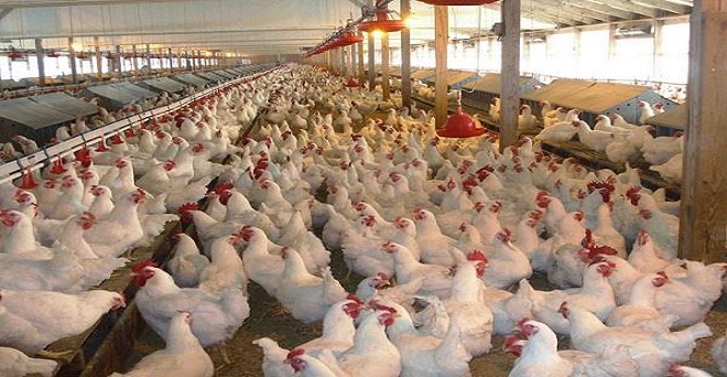 कोरोना वायरस का असर : भारत में चिकन की बिक्री 50 फीसदी और कीमतें 70 फीसदी तक घटी