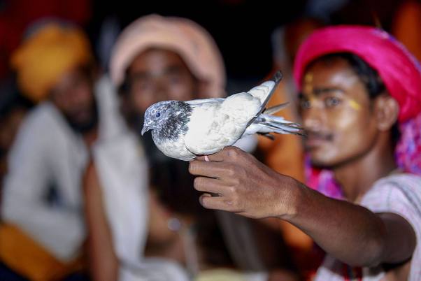 जम्मू में वार्षिक अमरनाथ यात्रा के लिए पंजीकरण के दौरान राम मंदिर में कबूतर के साथ एक साधु