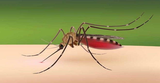 छत्तीसगढ़ में डेंगू का कहर, कई जिले चपेट में