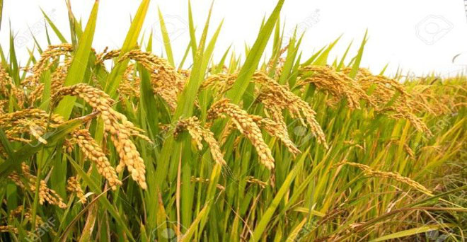 गैर बासमती चावल के निर्यात में भारी बढ़ोतरी, बासमती का भी बढ़ा