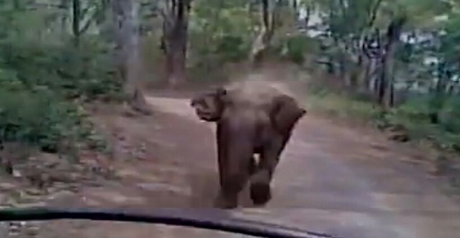 VIDEO: अगली बार जिम कॉर्बेट घूमने जाएं तो हाथी से जरा बचके, ये जरूर देखिए