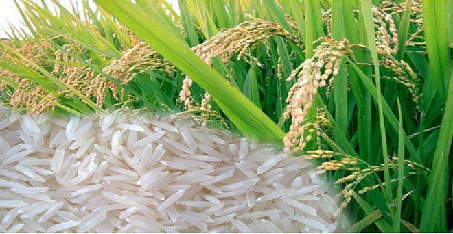 अप्रैल से दिसंबर के दौरान बासमती चावल का निर्यात 1.71 फीसदी घटा
