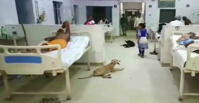 हरदोई में जिला अस्पताल के वार्ड में आवारा कुत्तों का साम्राज्य