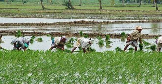 मानसूनी बारिश की कमी से खरीफ फसलों की बुआई 6.5 फीसदी घटी