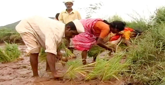महाराष्ट्र के धान किसानों को 500 रुपये बोनस मिलेगा-मुख्यमंत्री