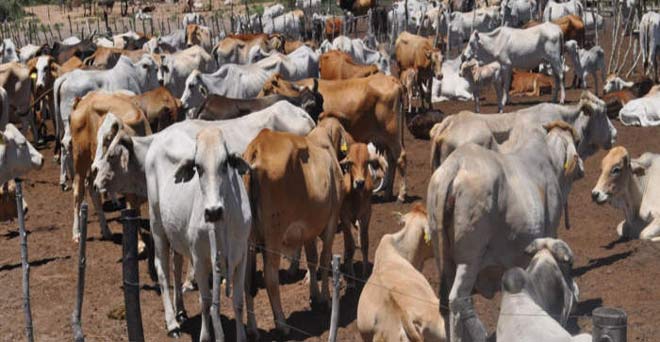 गायों का राग अालापने वाली सरकार ने गायों के बजट में की भारी कटौती