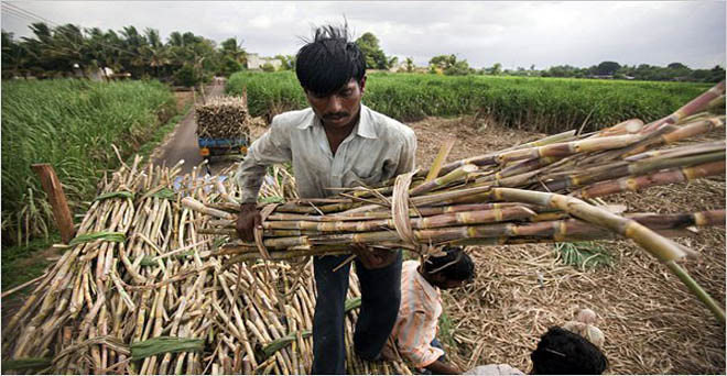 ब्राजील का आरोप, भारत और पाकिस्तान गन्ना किसानों को दे रहे हैं भारी सब्सिडी