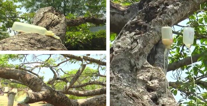 जानें, क्यों खास है बरगद का ये पेड़ जिसे बचाने के लिए चढ़ाई जा रही है सलाइन ड्रिप
